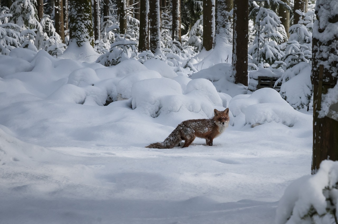 Der Fuchs im Winter ( Friedhof)