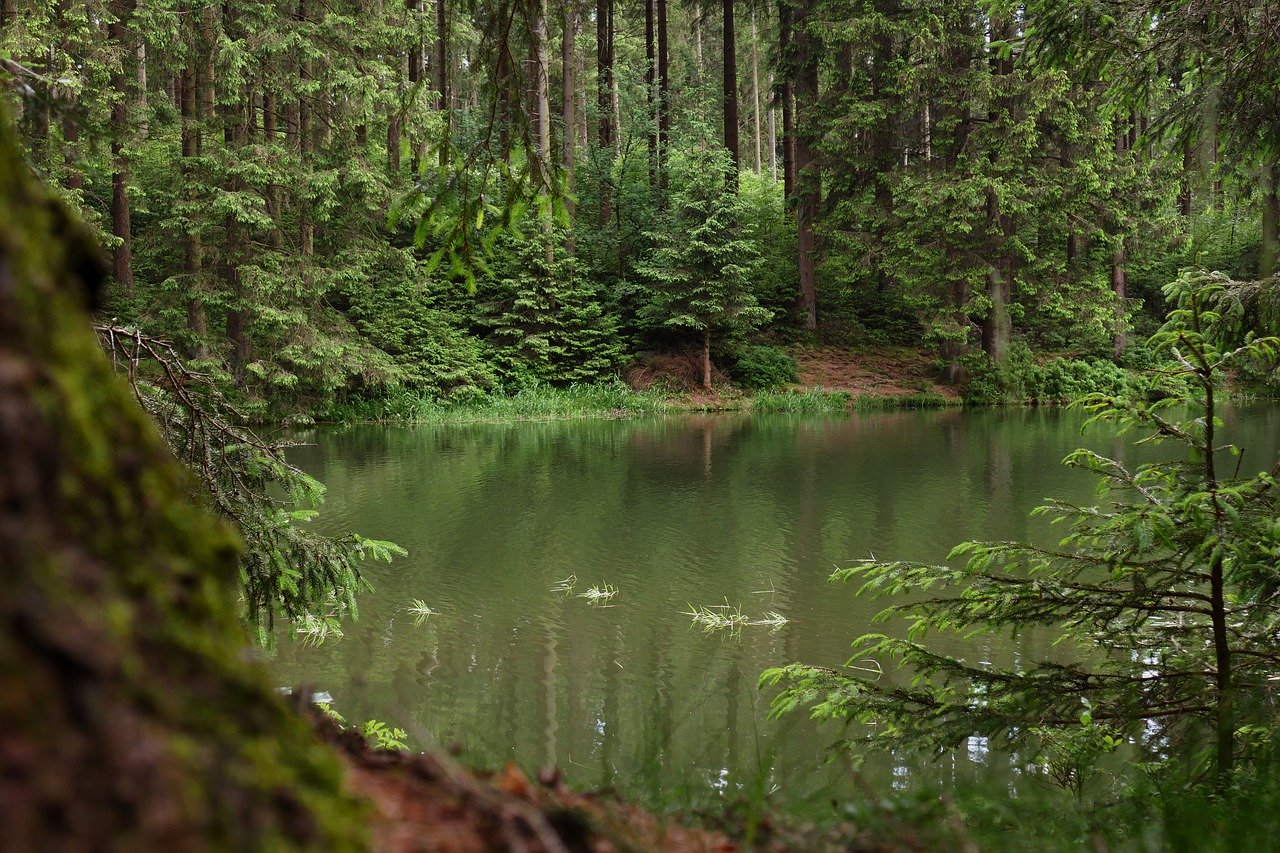 Ruhepol Waldsee- Harzer Domizil