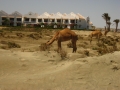 Kamele zu Besuch
