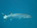 Achmed der große Baracuda
