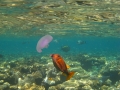 kleiner Kofferfisch futtert Qualle