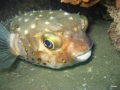 Igelfisch schaut aus Höhle