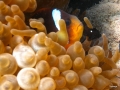 Anemonen mit Clownfisch