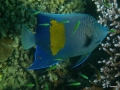 Arabischer Kaiserfisch