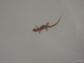 Mini-Echse in der Badewanne