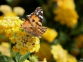 Diestelfalter im Garten der Hotelanlage