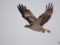 Fischadler im Anflug