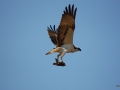 Fischadler mit Beute im Flug
