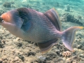 Gelbsaum-Drückerfisch