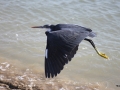 Grauer Küstenreiher im Flug