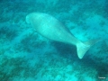 Dugong an den Seegraswiesen vorm Lahami
