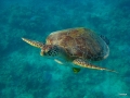 Schildkröte will Luftholen