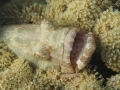 Ein Barsch eingerahmt von Korallen