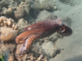 Krake schwimmt zum nächsten Korallenblock
