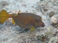 niedlicher Kofferfisch