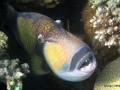 Riesen-Drückerfisch schaut aus der Höhle