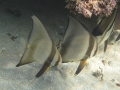 Fledermausfische