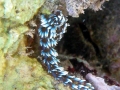 Blauer Drache