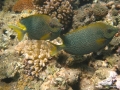 Kaninchenfische