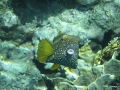 Kofferfisch