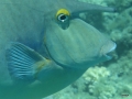 Kurznasendoktor