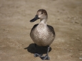 die Lahami-Ente watschelt am Nordstrand