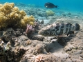 Malabarbarsch am Riff