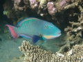 Maskenpapageifisch