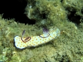 Ringel-Sternschnecke