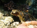 Schildkröte am Riff