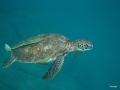 Schildkröte mit Halter