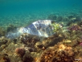 Schriftfeilenfisch