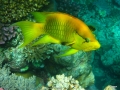 Stülpmaul-Lippfisch
