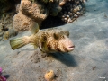 Weißfleck-Kugelfisch