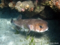 Igelfisch am Riff