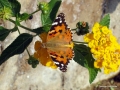 Schmetterling