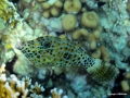 Schriftfeilenfisch