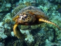 Schildkröte steigt zur Wasseroberfläche