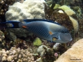 Arabischer Doktorfisch am Riff