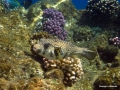 Kugelfisch weißfleck