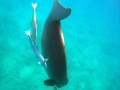 Dugong taucht ab