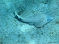 Geigenrochen auf der Seegraswiese