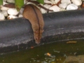 Streifenmaus trinkt