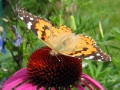 Schmetterling auf Blüte
