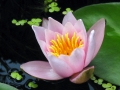 Seerose im Fischteich