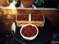 Johannisbeerenernte im Garten