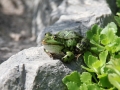 Fridolin der Glückliche