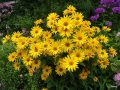 Garten im Juli