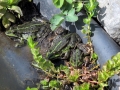 Die Froschies nehmen ein erstes Sonnenbad