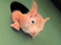 Junges Eichhörnchen lugt aus dem Kobel